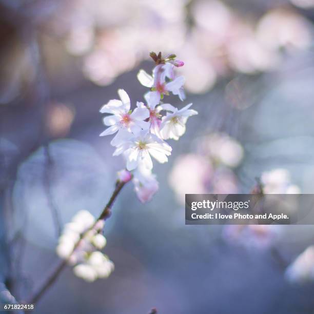 cherry blossoms in october - 小枝 - fotografias e filmes do acervo