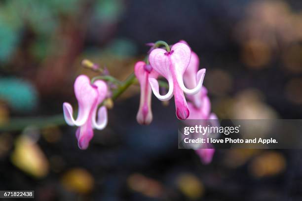 dicentra peregrina - 大阪市 stockfoto's en -beelden