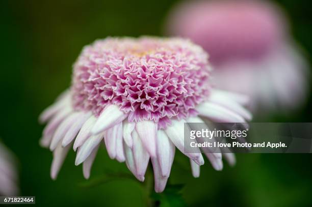 chrysanthemum flower - ソフトフォーカス stock-fotos und bilder