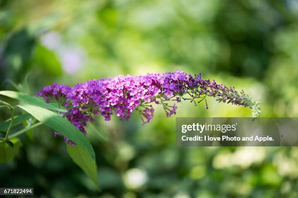 buddleja - 繊細 stock-fotos und bilder