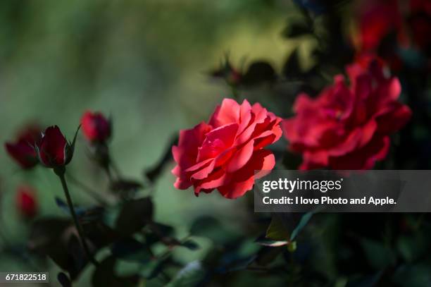 autumn red rose - 枝 stockfoto's en -beelden