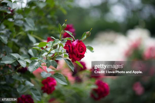 spring roses - バラ - fotografias e filmes do acervo