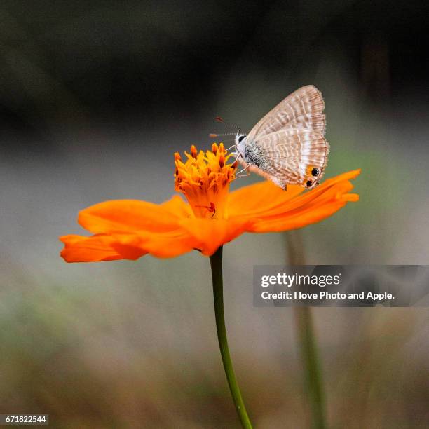 flowers and butterfly - スクエア fotografías e imágenes de stock