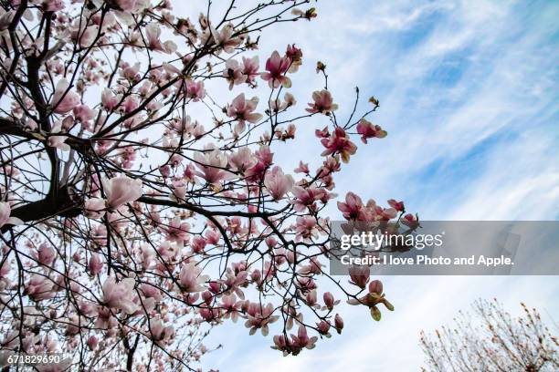 magnolia flowers - 都市 stock-fotos und bilder