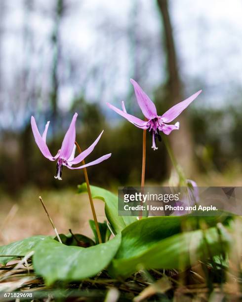 dogtooth violet - 息抜き foto e immagini stock