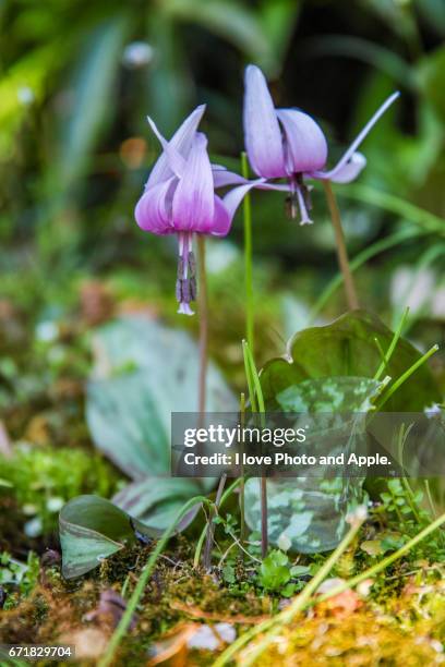 dogtooth violet - 繊細 stock-fotos und bilder