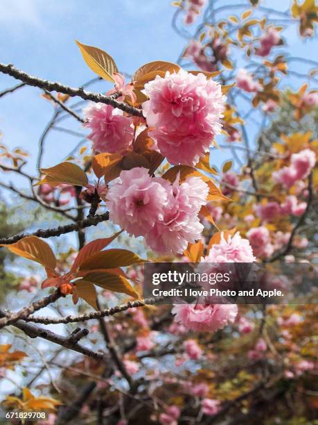 double cherry blossoms - 枝 stockfoto's en -beelden