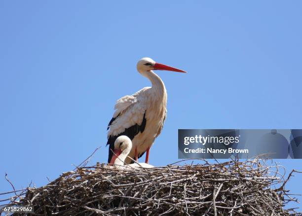 images of ruins & storks in the chellah (walled city) in rabat morocco. - cegonha imagens e fotografias de stock