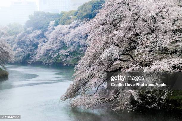 cherry blossoms at chidorigafuchi - 枝 stock-fotos und bilder