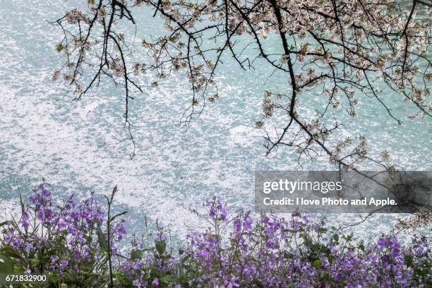 cherry blossoms at chidorigafuchi - 枝 stockfoto's en -beelden