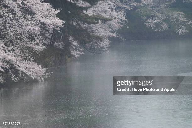 cherry blossoms at chidorigafuchi - 濡れている stockfoto's en -beelden