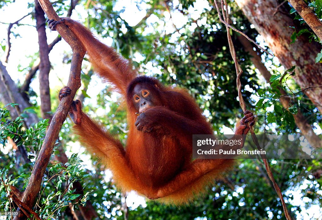 Tanjung Puting National Park in Kalimantan, Indonesia