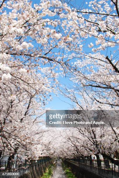cherry blossoms - 川岸 stock pictures, royalty-free photos & images