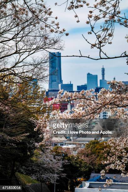 cherry blossoms - 枝 stock-fotos und bilder
