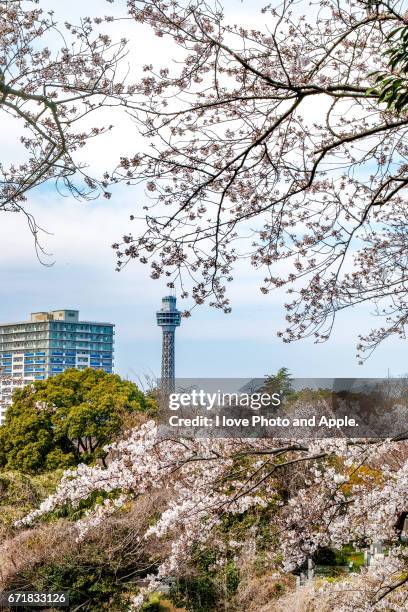 cherry blossoms - 枝 stock pictures, royalty-free photos & images