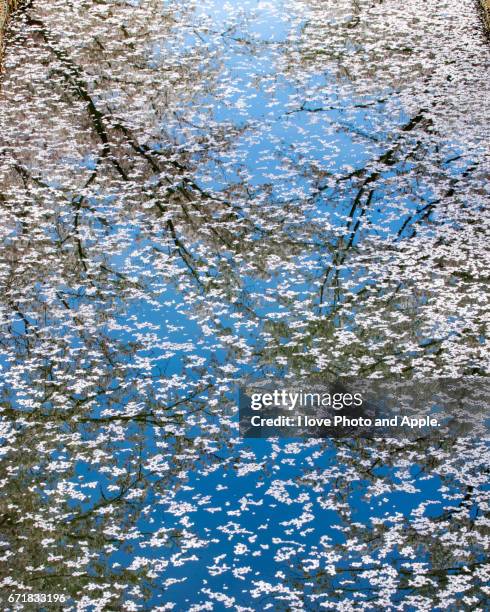 cherry blossoms - 枝 stock pictures, royalty-free photos & images