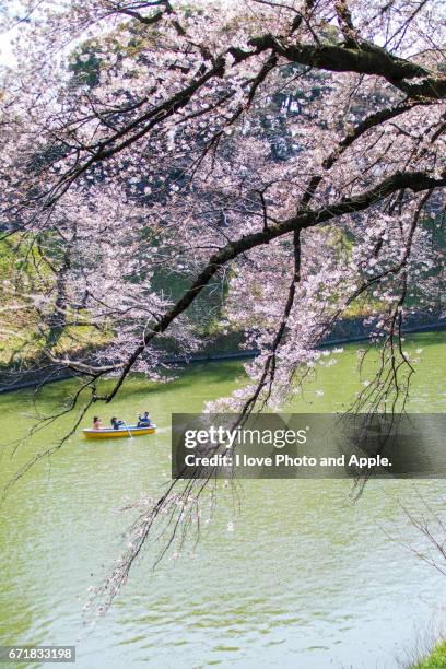 cherry blossoms at chidorigafuchi - 果樹の花 fotografías e imágenes de stock