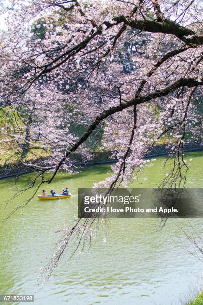 cherry blossoms at chidorigafuchi - 家族 foto e immagini stock