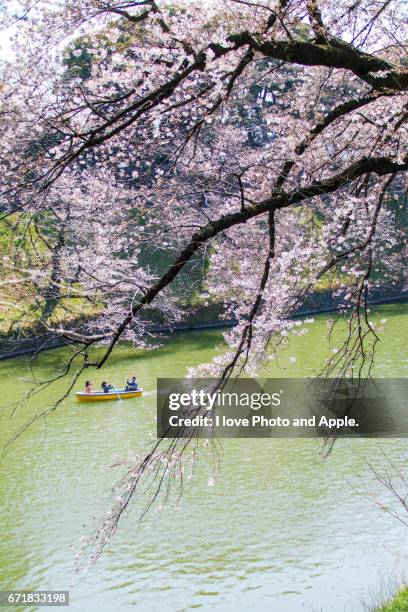 cherry blossoms at chidorigafuchi - 枝 stock pictures, royalty-free photos & images