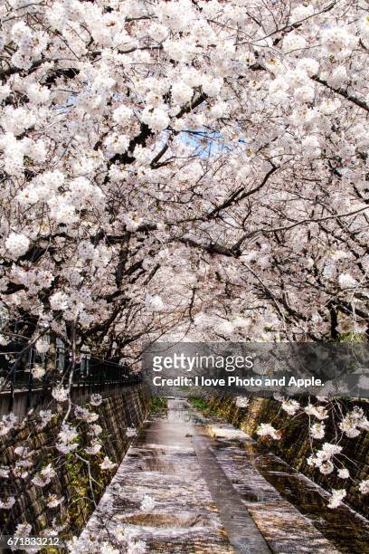 cherry blossoms - 枝 stock-fotos und bilder