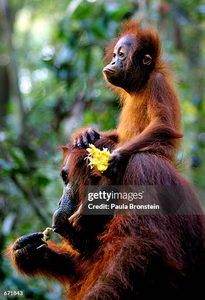 tanjung puting national park in kalimantan, indonesia - orang utan stock pictures, royalty-free photos & images