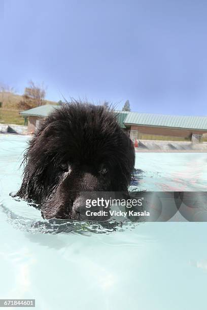 black newfandland dog swimming in pool. - newfoundland dog stock pictures, royalty-free photos & images