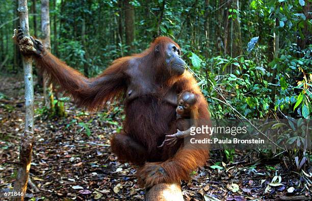 Baby Orangutan hangs onto it's mother September 1, 2001 near Camp Leakey at the Tanjung Puting National Park in Kalimantan on the island of Borneo,...