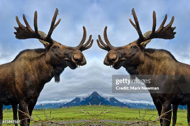 bull moose mirror image - elk stock pictures, royalty-free photos & images