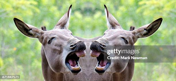 wild ass mirror image - look alike stock pictures, royalty-free photos & images