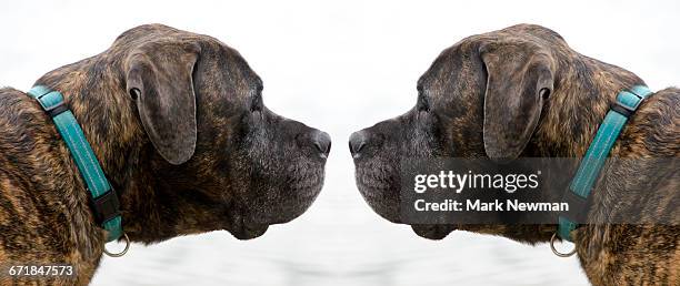 english mastiff mirror image - look alike imagens e fotografias de stock