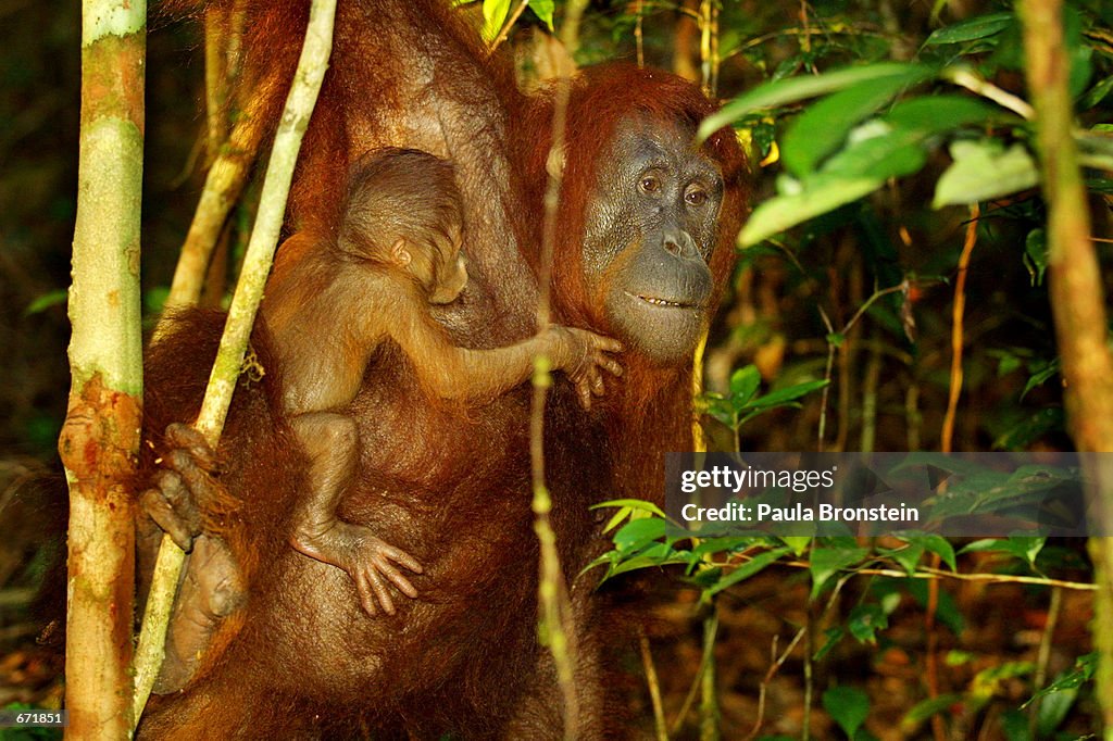 Tanjung Puting National Park in Kalimantan, Indonesia