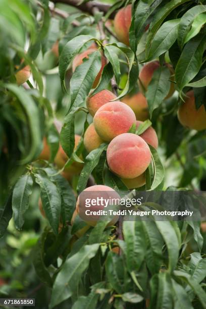 ripe peaches on a tree - peach 個照片及圖片檔