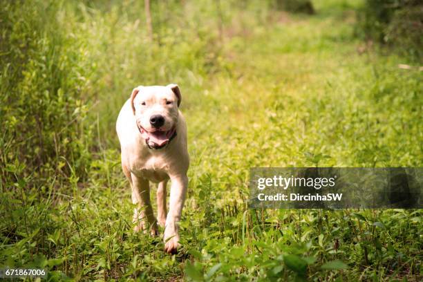 dogo argentino. - dogo argentino stock pictures, royalty-free photos & images