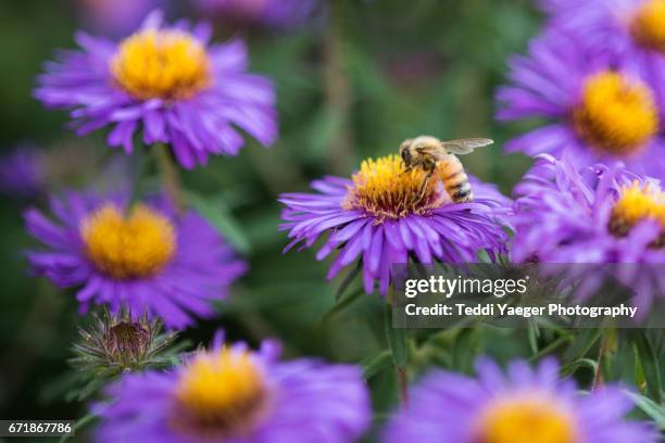 a honeybee at work on purple aster flowers. - aster stock pictures, royalty-free photos & images