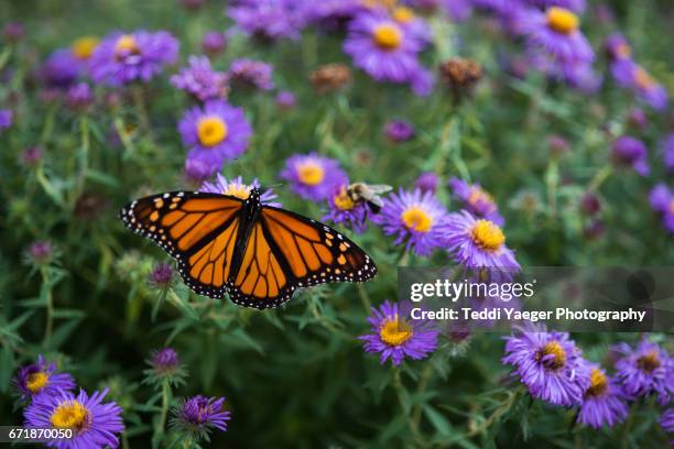 a monarch butterly on purple aster flowers - monarchvlinder stockfoto's en -beelden