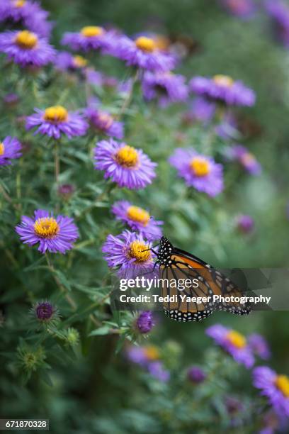 a monarch butterfly on purple aster flowers - aster stock pictures, royalty-free photos & images