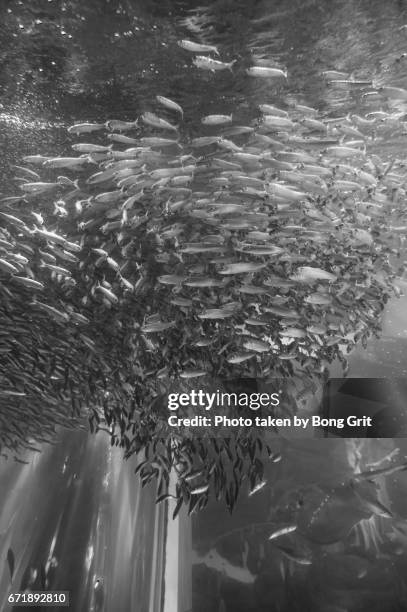 fish tornado - モノクロ stock pictures, royalty-free photos & images