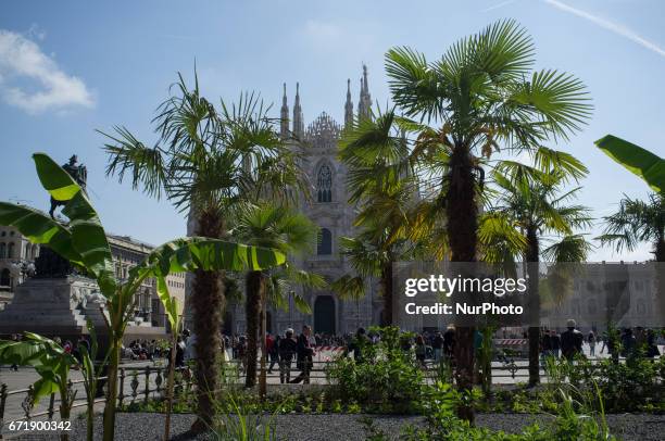 Milan's chathedral, known as 'Duomo' is seen with the brand new palm trees in a sunny Sunday morning in Milan, on April 23, 2017. The brand new...