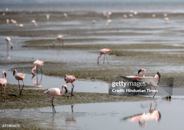 People throng to take a look of flamingos during the Flamingo festival organized by Bombay Natural History Society to spread awareness about the...