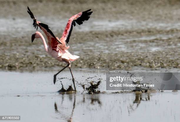 People throng to take a look of flamingos during the Flamingo festival organized by Bombay Natural History Society to spread awareness about the...