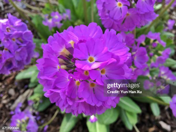 close-up of primula denticulata - primula stock pictures, royalty-free photos & images