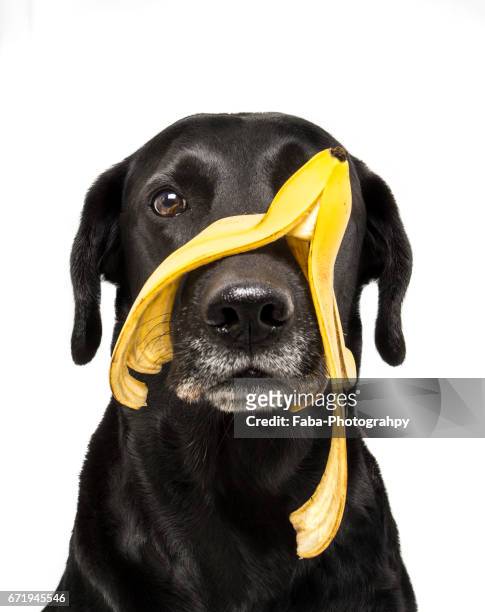 labrador - cool und lässig stock pictures, royalty-free photos & images