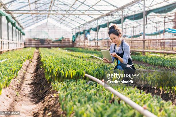 ragazza con tablet digitale che lavora in serra - agricoltura foto e immagini stock