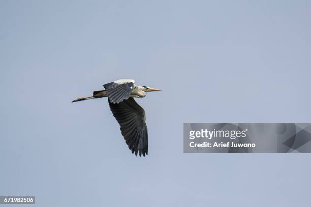 great blue heron - téléobjectif photos et images de collection