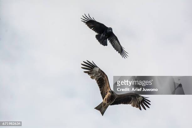 crows chasing kite - klapwieken stockfoto's en -beelden