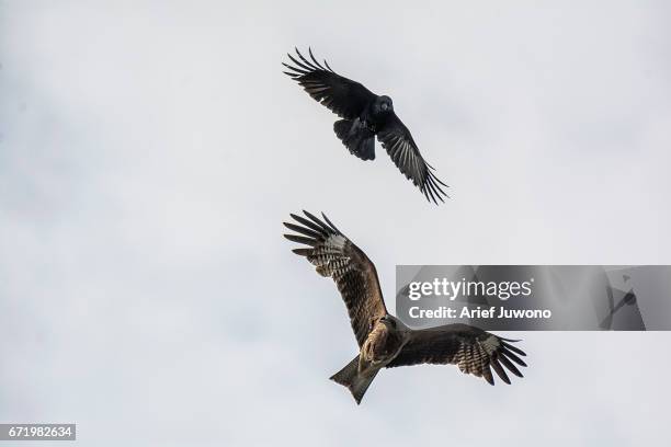 crows chasing kite - flapping wings stock pictures, royalty-free photos & images