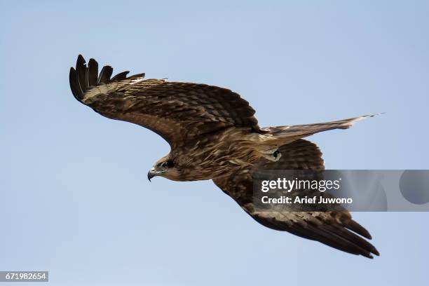 kite is flying alone - klapwieken stockfoto's en -beelden