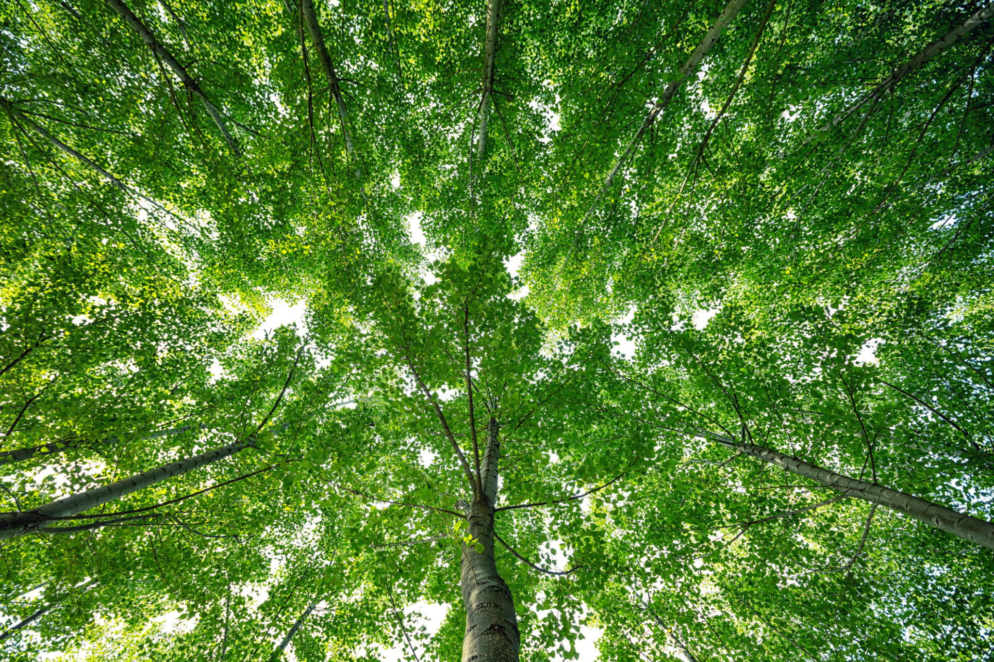 arômes naturels