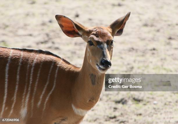 Trophée Nyala D'Afrique - Tête Et épaules Naturalisées - Réf #95.22.3