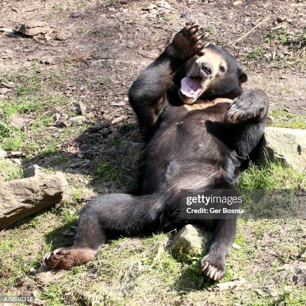 growling malayan sun bear - angry bear face stockfoto's en -beelden